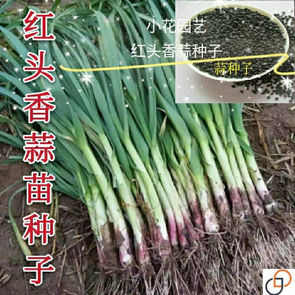 红头蒜苗种子四季播大蒜苗种子阳台盆栽棚种香蒜硬叶蒜苗蒜苗种籽