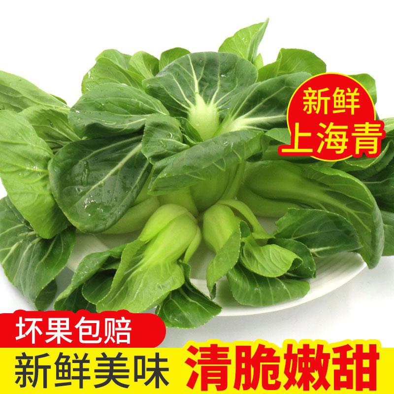 上海青农家自种现摘新鲜3斤油菜青菜新鲜蔬菜小青菜绿叶菜小青菜-图0