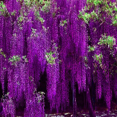 紫藤花树苗爬藤攀爬庭院围墙四季多花植物老桩盆栽花苗藤蔓紫藤萝 - 图0