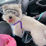 Прозрачные водонепроницаемые ветрозащитные защитные очки, солнцезащитные очки