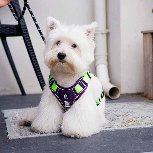 Веревка для собак, собаки, собачья веревка для сундука, большие собачья цепь собак Ходьба собачья жилет собака Золотая ретривера