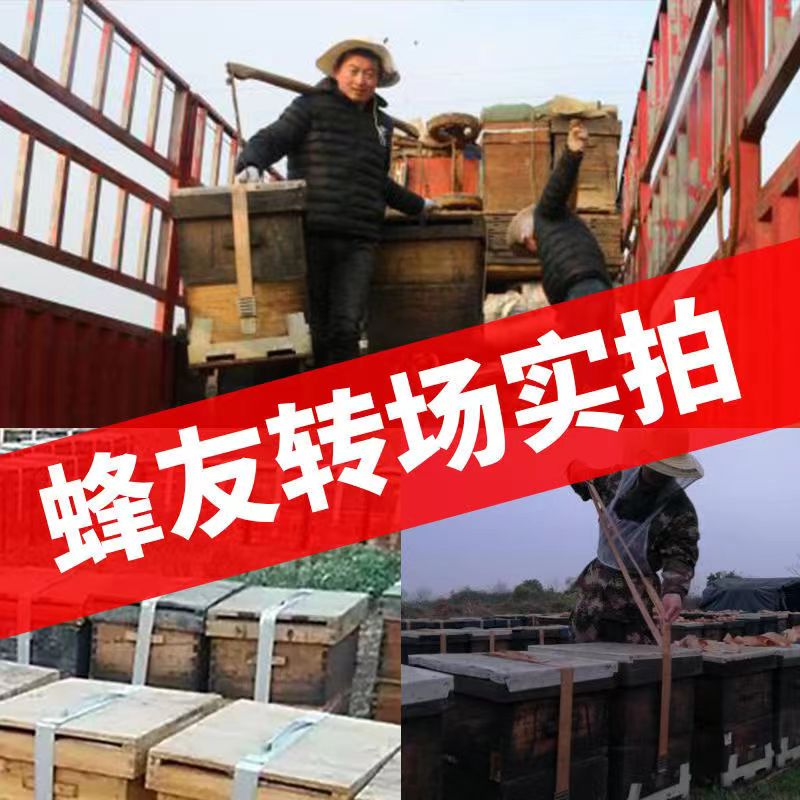 连接器蜜蜂箱扣式捆绑绳转场紧绳器养蜂工具 固定蜂箱通用捆绑带