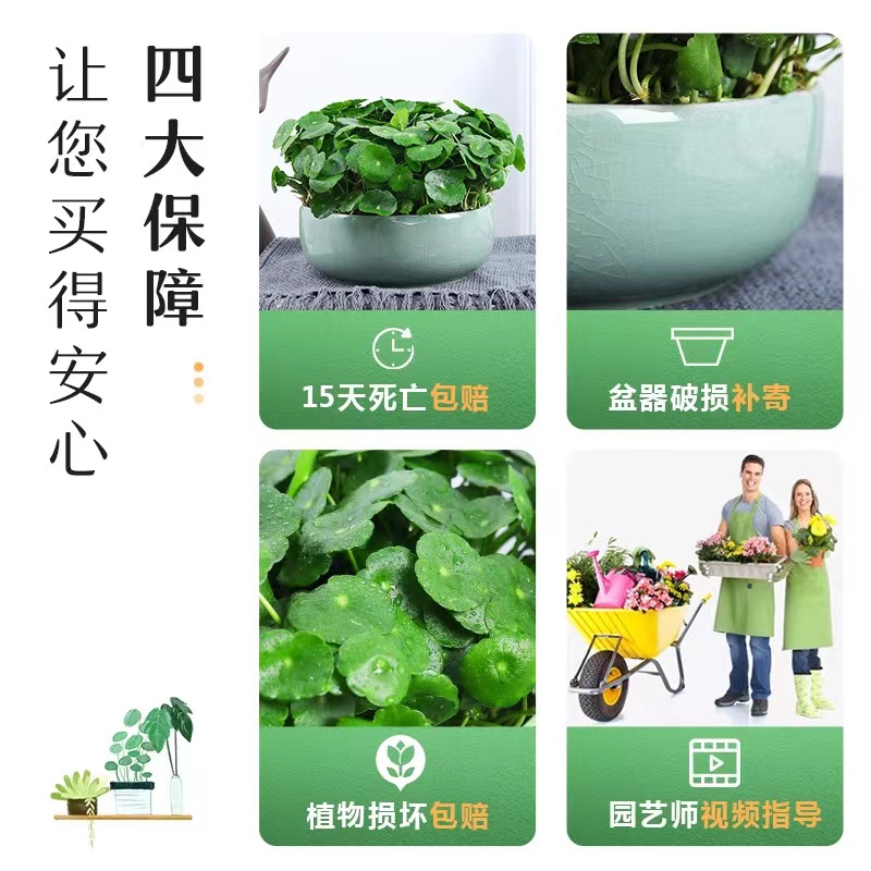 四季好养铜钱草水培盆栽绿植物客厅办公室内花卉绿萝水养金钱草籽 - 图2