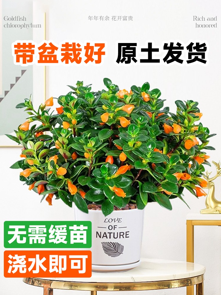 金鱼吊兰盆栽带花苞花卉植物室内花好养活常青绿植茉莉花四季开花 - 图0