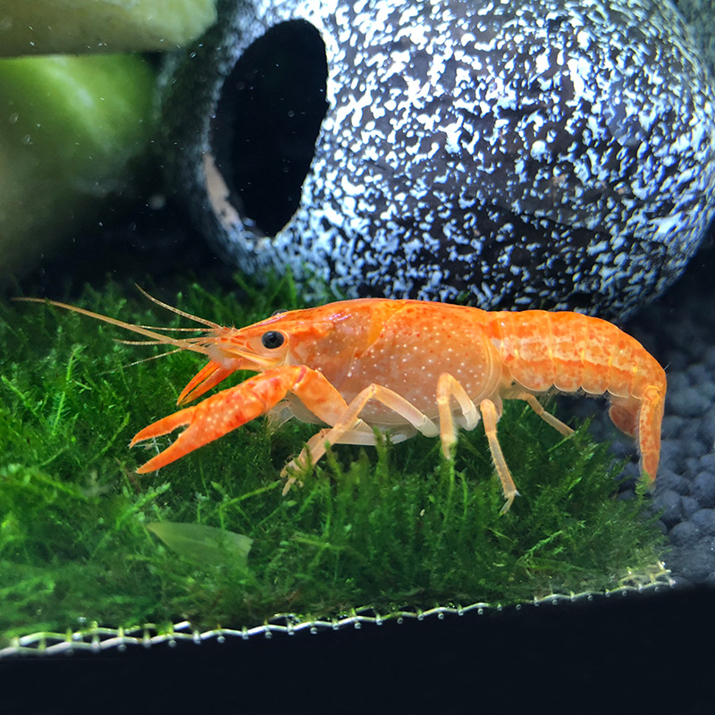 鳌虾观赏虾淡水冷水族耐活体宠物红白蓝色小龙虾火山原生天空蓝魔 - 图3