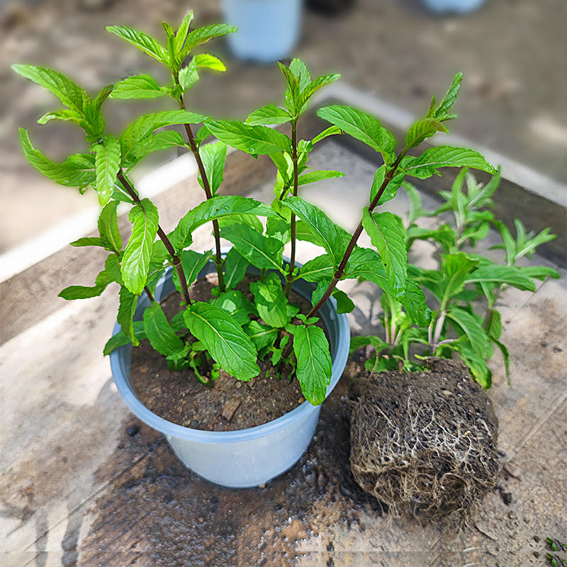 河南小叶十香菜苗新鲜可食用植物盆栽水养草阳台室内好养驱蚊提神