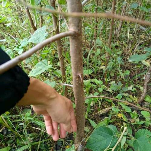蓝蜜西梅苗大果女神西梅树果苗法兰西西梅树树苗南北方种植果树苗 - 图1