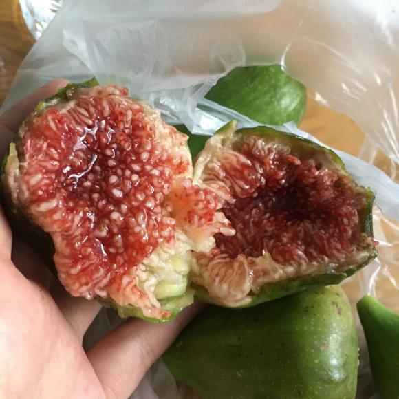 正宗威海大青皮红心甜无花果苗南北方种植特大盆栽地栽当年结果树 - 图0