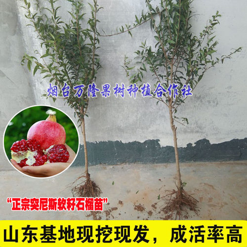 突尼斯软籽石榴树苗庭院果树特大南北方种植品种盆栽地栽耐寒水果 - 图1