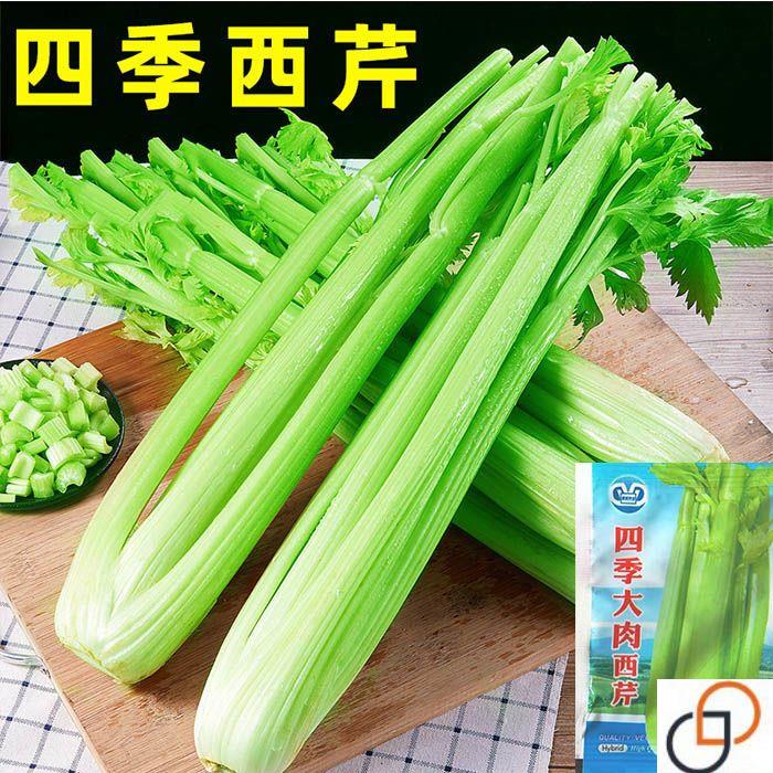 大肉西芹种子芹菜种籽肉厚实芹脆爽阳台盆栽庭院农家菜园蔬菜种孑