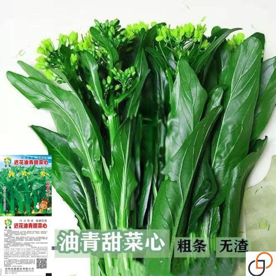 油青甜菜种子四VDV心季播阳台种菜籽广东菜心菜苔蔬菜菜种子夏播