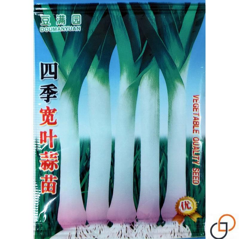 红皮宽扁叶蒜苗种子一年四季三茬连续均可种植蒜苗种籽蒜种子蒜苗