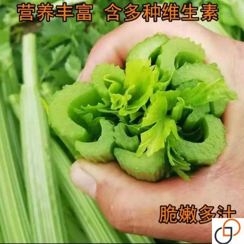大肉西芹种子芹菜种籽肉厚实芹脆爽阳台盆栽庭院农家菜园蔬菜种孑