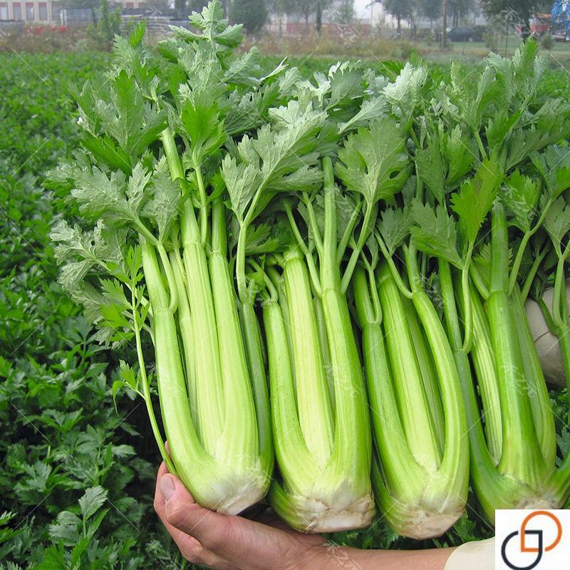 大肉西芹种子芹菜种籽肉厚实芹脆爽阳台盆栽庭院农家菜园蔬菜种孑