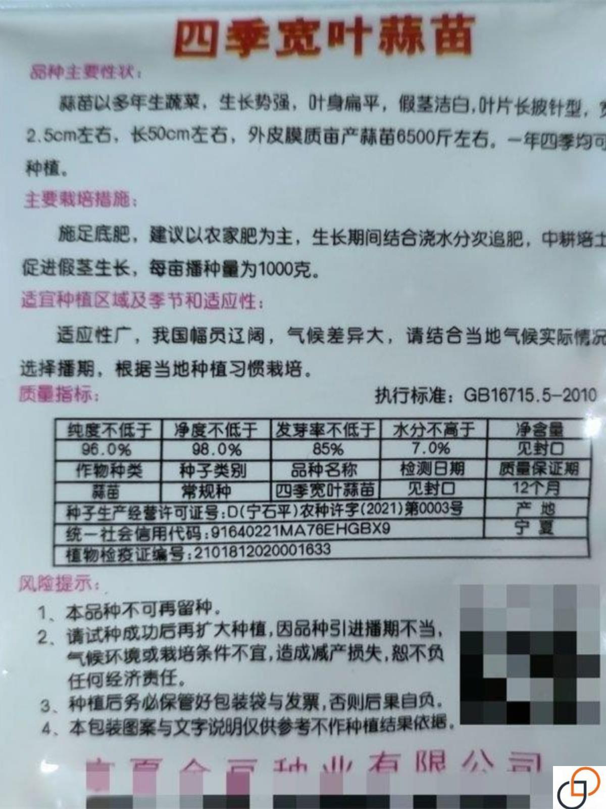 四季宽叶蒜苗种子农家蒜苗种春夏秋冬四季均可种阳台盆栽蒜苗种籽