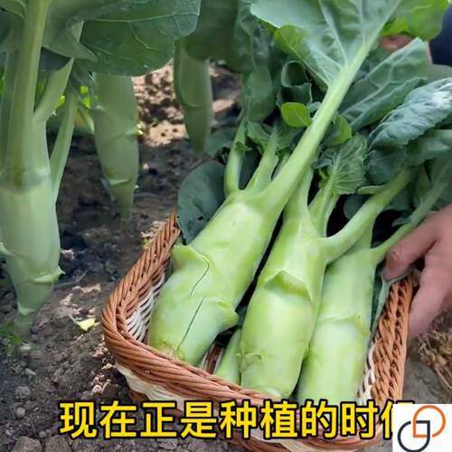 鸡腿芥兰菜种子甜脆芥蓝菜种籽一年四季速生蔬菜芥菜种孑荆芥农家 - 图2