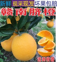 Jiangxi Angyuan Gannan Navel Orange Fresh Orange Fruit Orchard Origin Straight Hair Non-Jelly Orange Orange Jelly Orange 20 catty