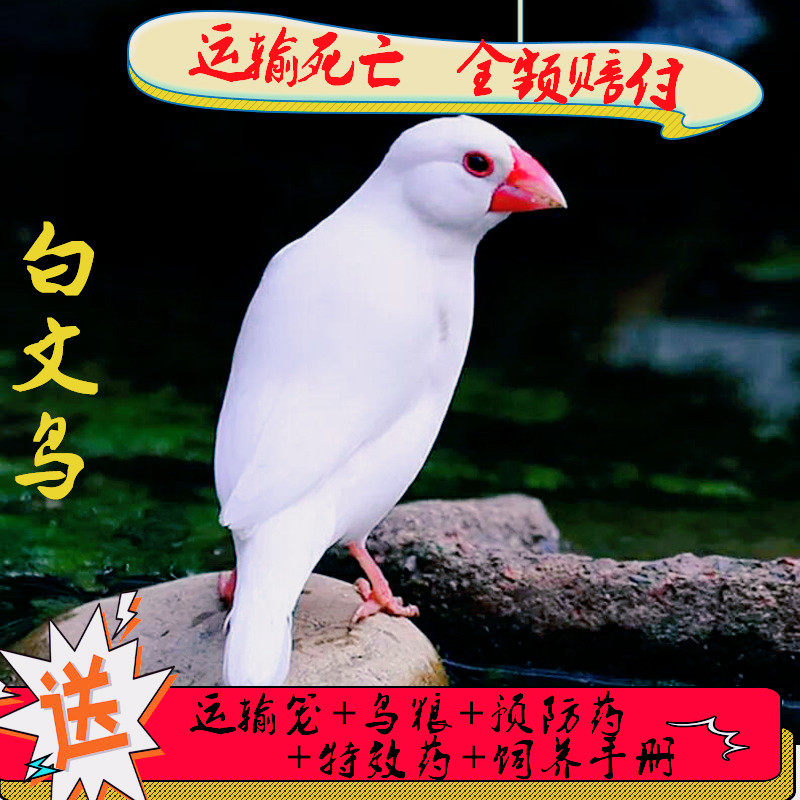白珍珠鸟活体白文鸟灰文鸟灰珍珠送粮观赏宠物鸟活物手养珍珠一对,淘宝优惠券,粉丝福利购,淘宝优惠卷