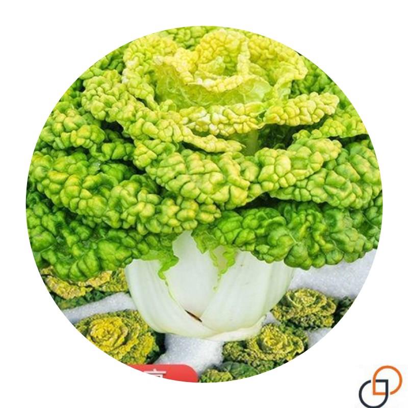 黄心乌菜种种子乌塌菜种籽四季白菜冬天青菜蔬菜孑黑菜秋冬季菜籽