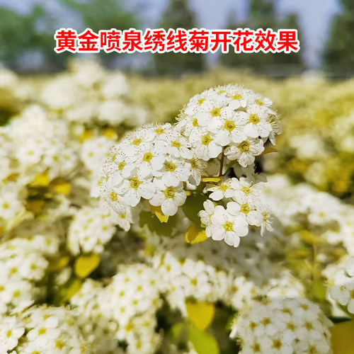 黄金喷泉绣线菊盆栽绿植庭院阳台耐热耐寒喷雪花多年生花镜植物 - 图0