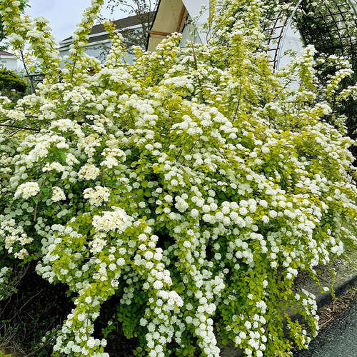 黄金喷泉绣线菊盆栽绿植庭院阳台耐热耐寒喷雪花多年生花镜植物 - 图1