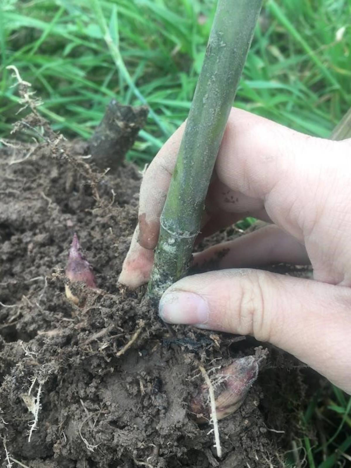 雷竹苗种雷公竹早园竹水竹花竹黄杆竹毛竹楠竹子根鞭芽食用笋竹苗 - 图2