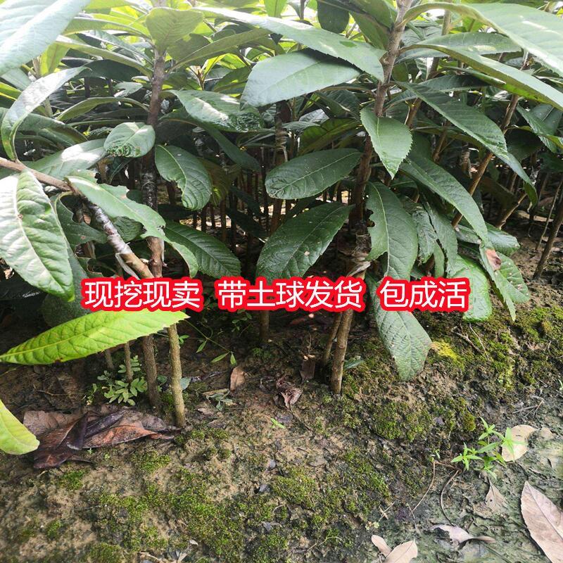 新品种特大枇杷树苗无核砂糖枇杷果树苗南方方种植耐寒盆栽地栽 - 图3