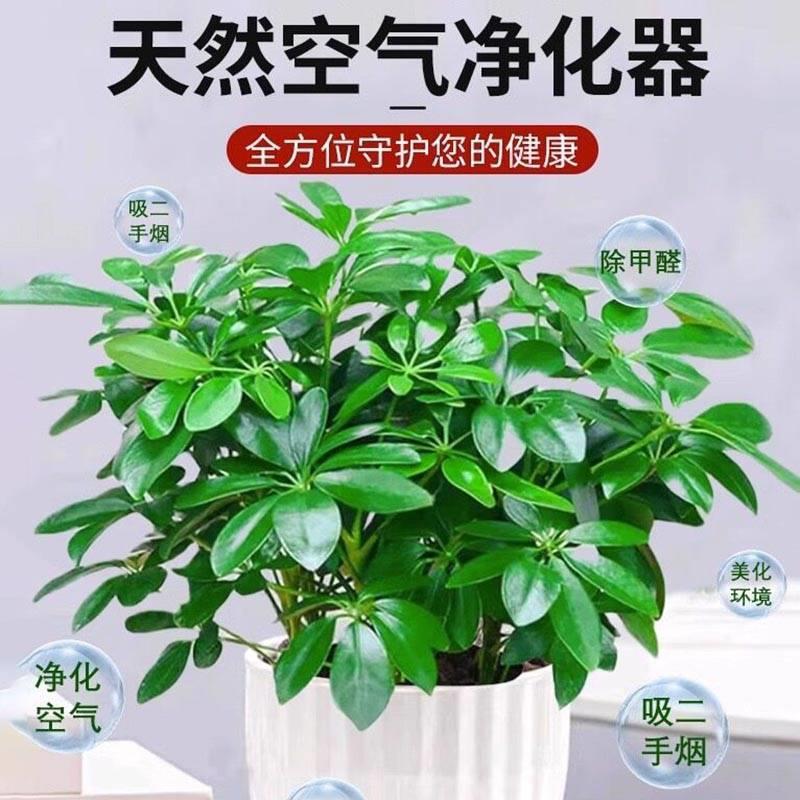 八方来财鸭脚木盆栽花卉客厅室内花水培绿植物好养四季常青发财树 - 图1