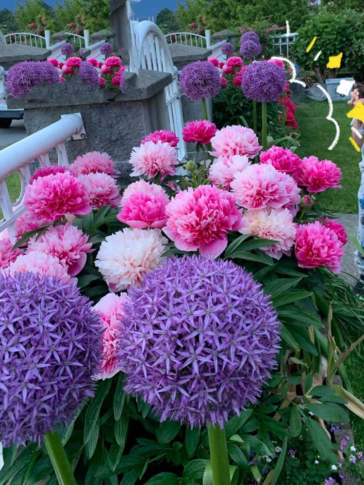 芍药花苗重瓣带芽大根块四季开花多年生阳台庭院浓香观花盆栽耐寒 - 图3