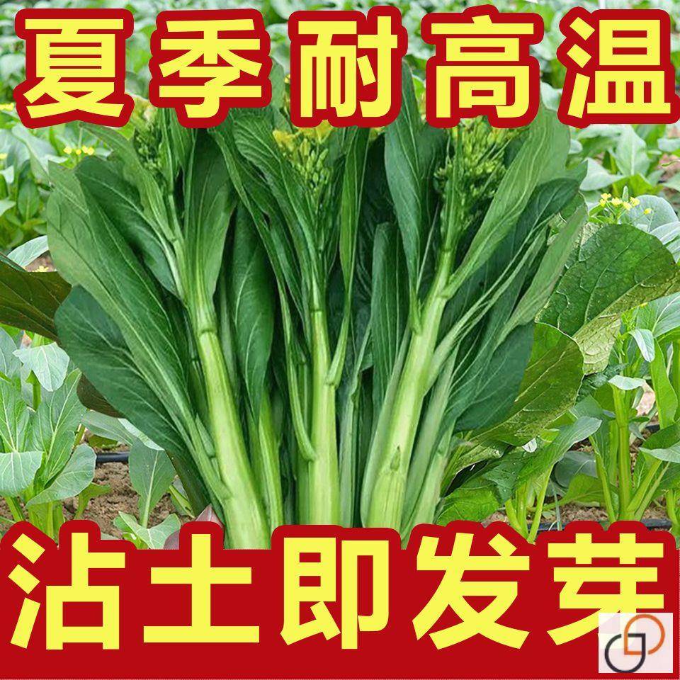 【割完又长】四季菜心种子盆栽四九甜菜心种子耐热青菜籽蔬菜种子 - 图1