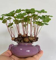 Three Leafy Grass Small Old Pile Bonsai Vinegar Pulp Grass Flowers Old Pile Small Bonsai Period Especially Long for Good to Live