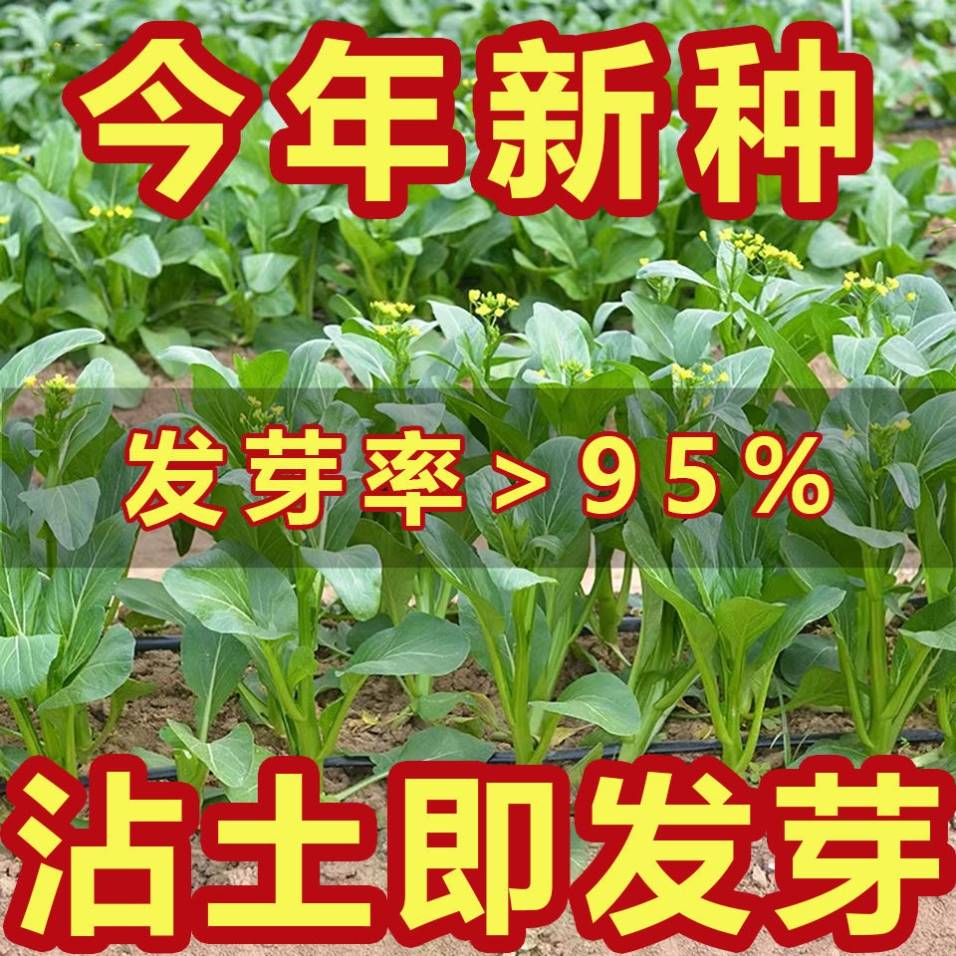 【割完又长】四季菜心种子盆栽四九甜菜心种子耐热青菜籽蔬菜种子 - 图3