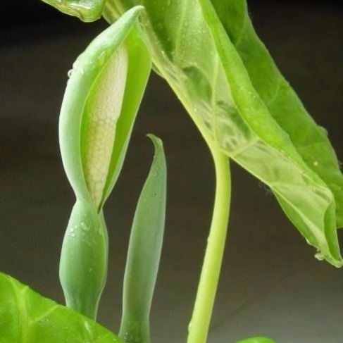 5颗滴水观音盆栽霸王芋室内大叶子水培植物绿植富贵竹花卉-图3