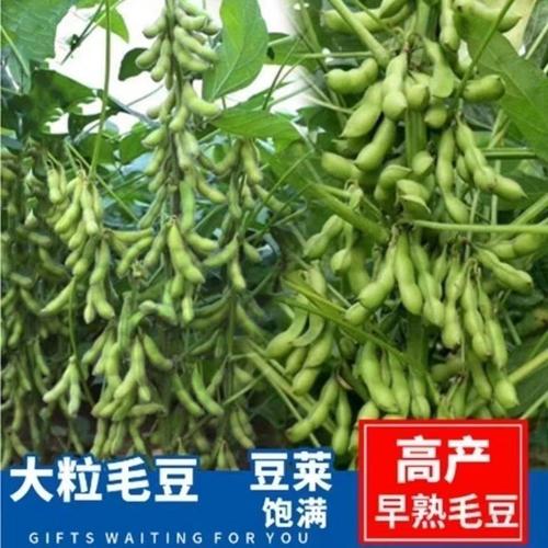 春夏毛豆种子黄豆大种籽鲜食高产农家四季播种早熟蔬菜种子