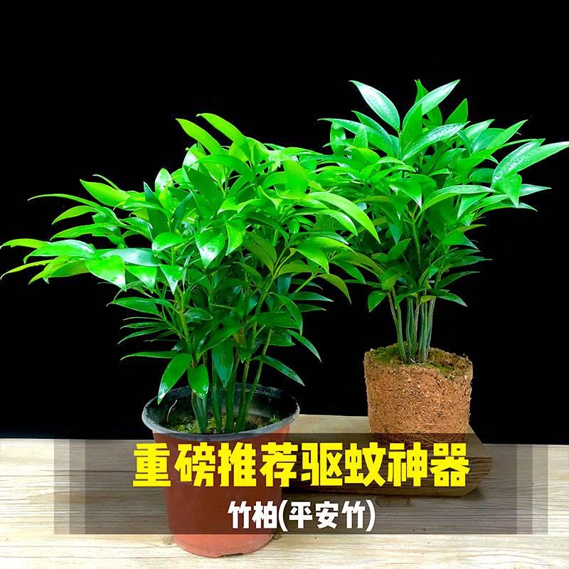 竹柏盆栽树苗室内植物平安竹净化空气吸甲醛驱蚊虫花草绿植四季青 - 图2