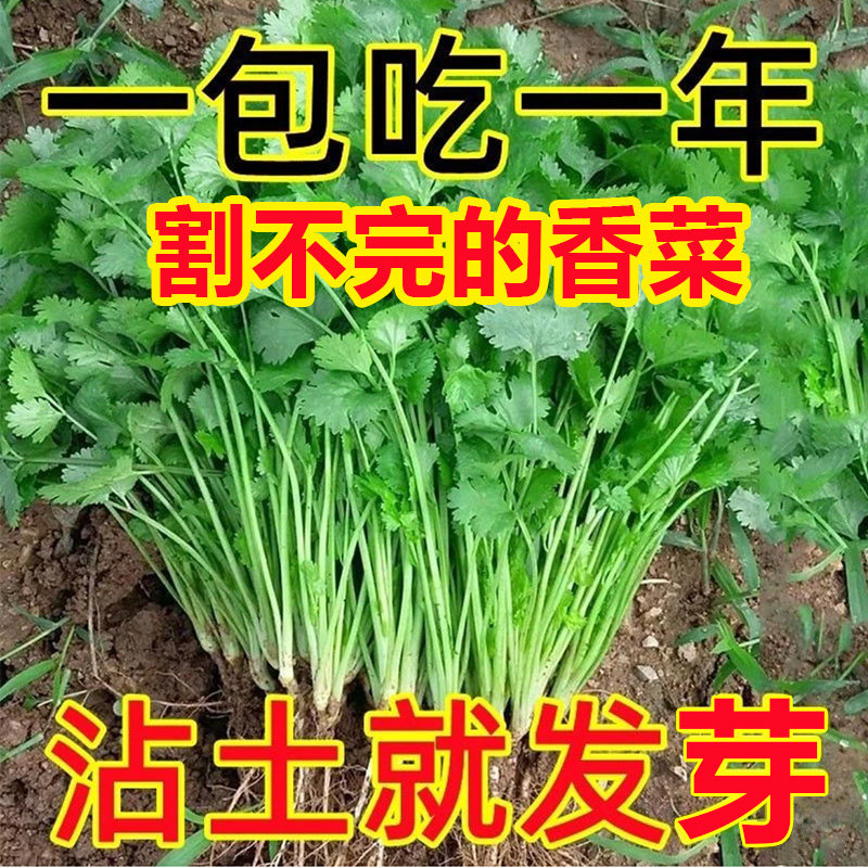 四季香菜籽种苗耐热香菜盆栽大小叶芫荽种子阳台老品种香草菜种籽,淘宝优惠券,粉丝福利购,淘宝优惠卷