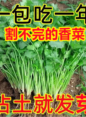 四季香菜籽种苗香菜盆栽种子