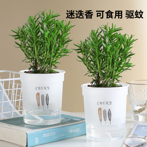 水培驱蚊植物薄荷竹柏迷迭香驱蚊九里香水养花卉盆栽室内绿植 - 图0