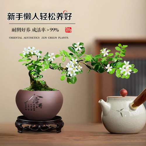 飘枝九里香老桩盆栽悬崖造型办公室桌面盆景室内花卉绿植摆件好养 - 图3