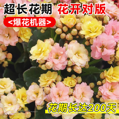 长寿花盆栽重瓣变色龙大花室内阳台花卉带花苞绿植物花苗四季好养 - 图1