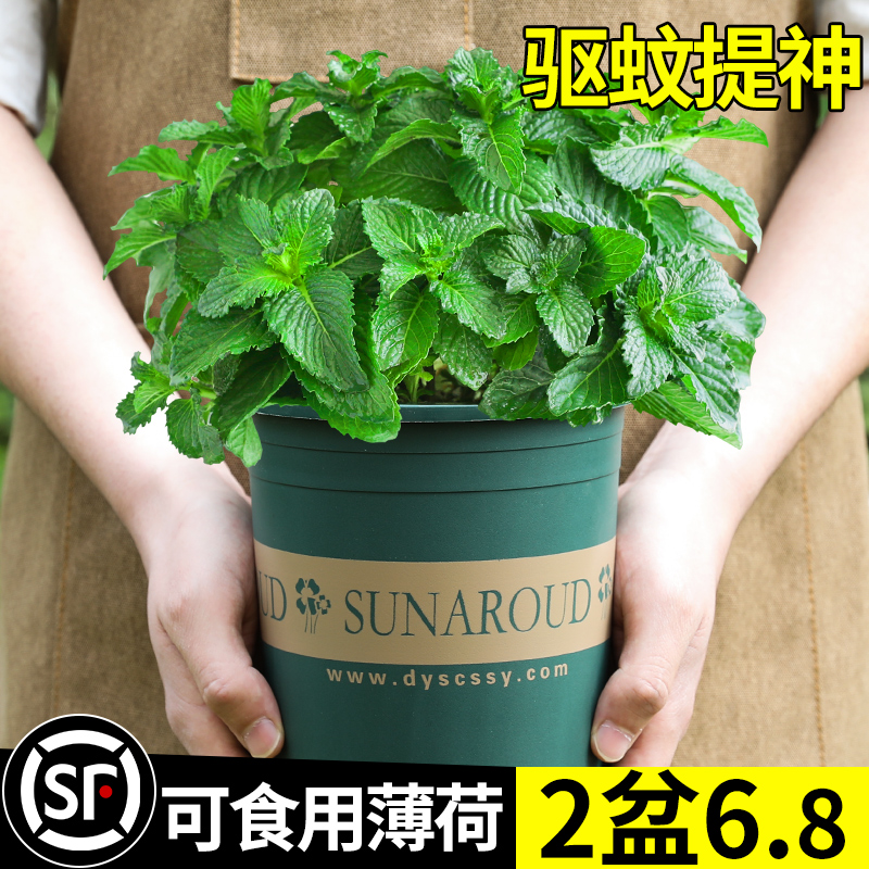 可食用薄荷盆栽叶苗室内驱蚊草迷迭香柠檬水培植物办公室花卉绿植