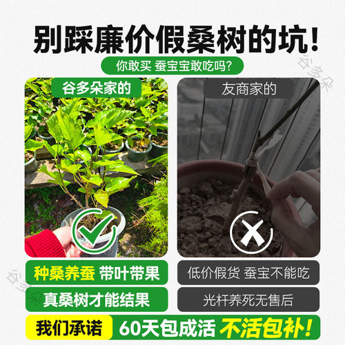 桑树活苗桑叶树苗盆栽养蚕食用大叶桑葚四季种绿植室外庭院南北方 - 图0