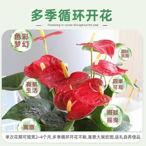 特级红掌盆栽一帆风顺白掌花卉植物室内好养绿植鸿运当头多季开花 - 图0