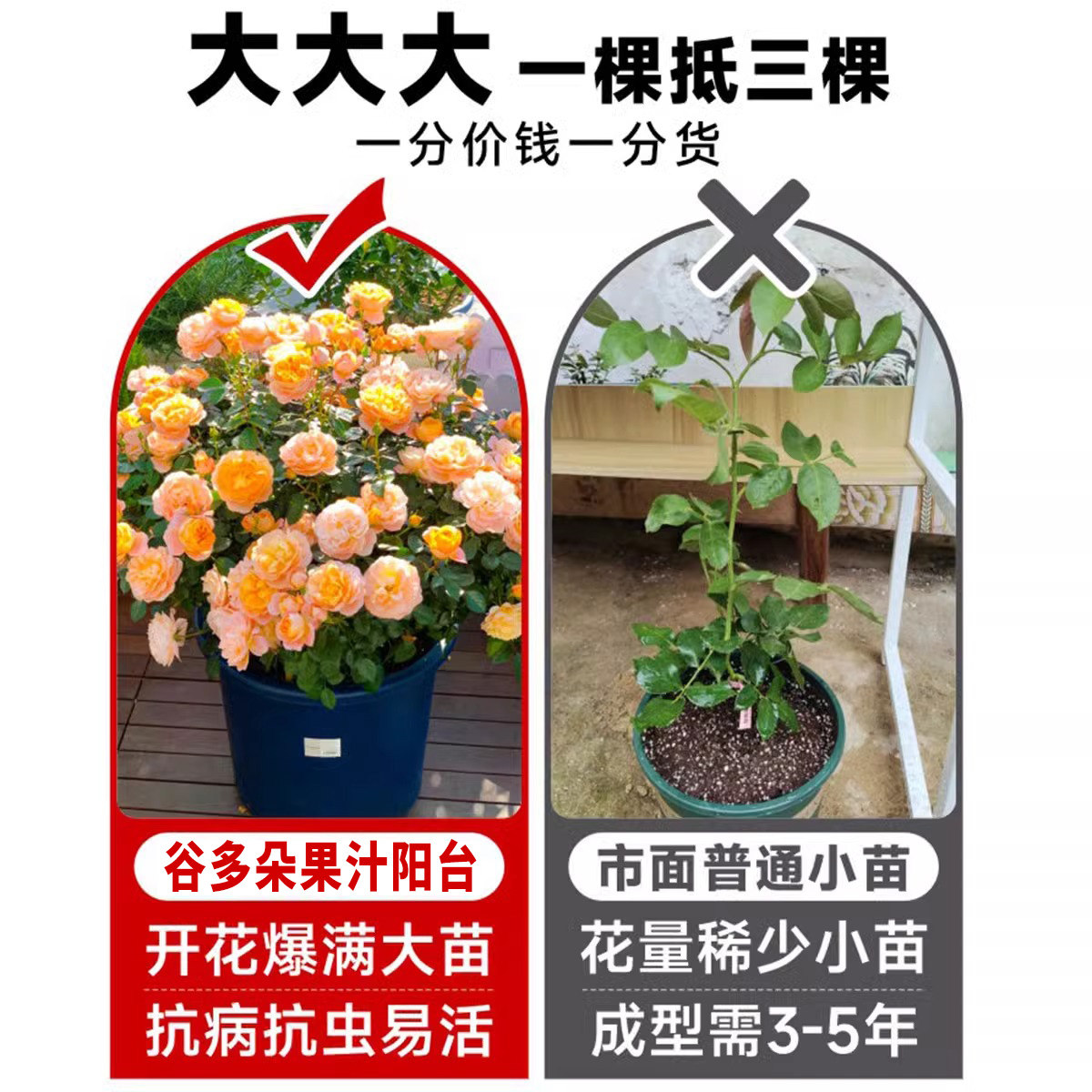 果汁阳台月季花苗灌木大花盆栽多头玫瑰花苗室内红果汁阳台棒棒糖,淘宝优惠券,粉丝福利购,淘宝优惠卷