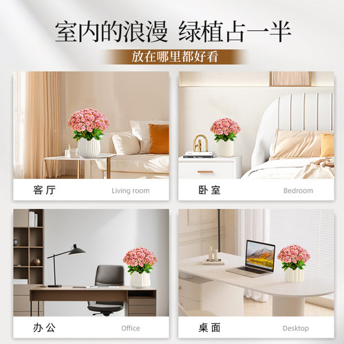 粉色长寿花盆栽大花鲜花四季好养活开花室内花卉带花苞绿植物花苗 - 图3