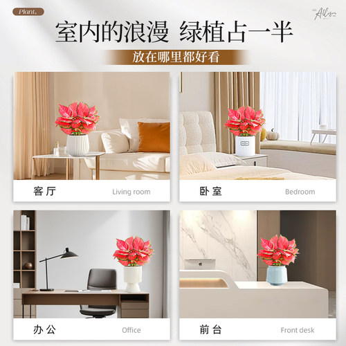 特级吉利红如意皇后绿植物室内桌面花卉小盆栽四季红火高颜好养活 - 图3