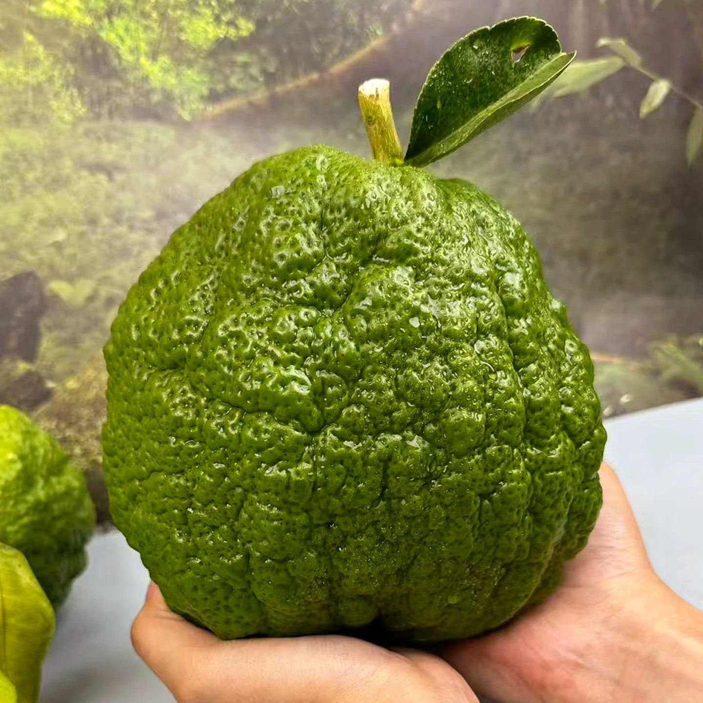 云南香橼新鲜绿植香橼果佛手柑现摘清供观赏闻香天然香薰自然清香,淘宝优惠券,粉丝福利购,淘宝优惠卷