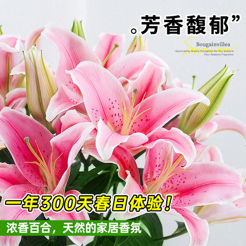 香水百合花盆栽带花苞鲜花植物室内外阳台四季好养活花苗植物花卉 - 图2