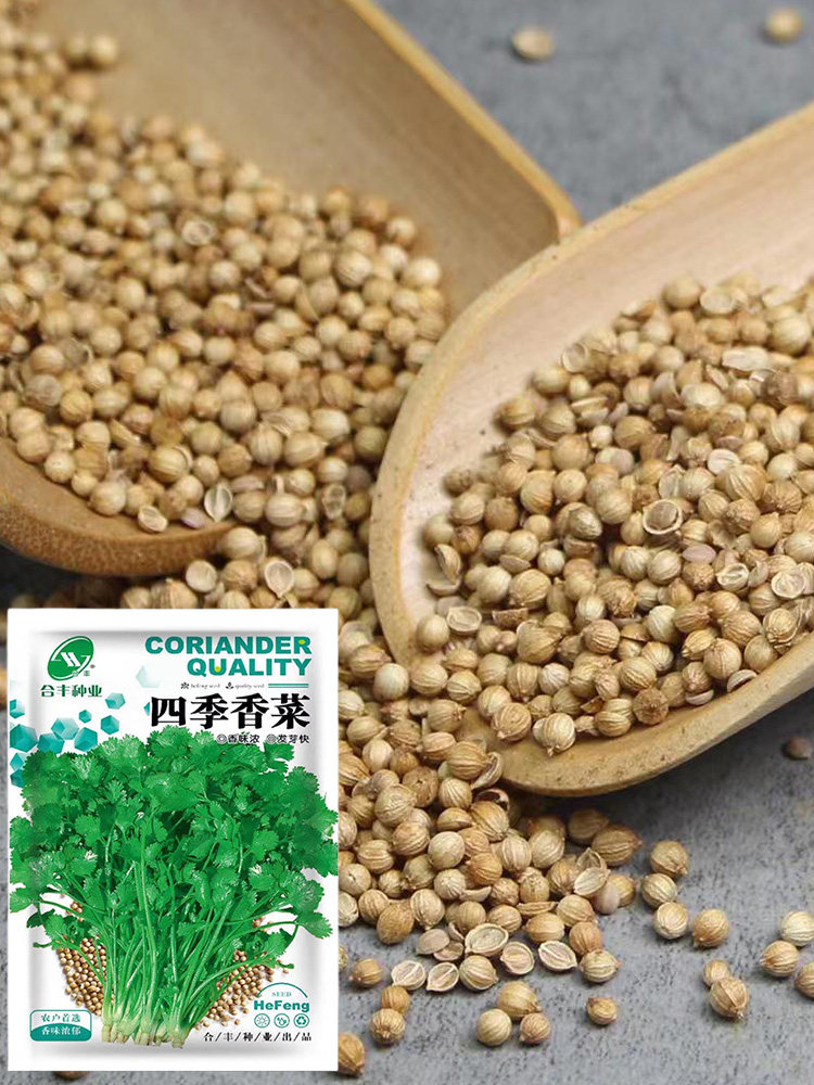 四季香菜籽种苗耐热香菜盆栽大小叶芫荽种子阳台老品种香草菜种籽,淘宝优惠券,粉丝福利购,淘宝优惠卷