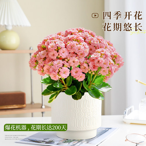 粉色长寿花盆栽大花鲜花四季好养活开花室内花卉带花苞绿植物花苗 - 图0